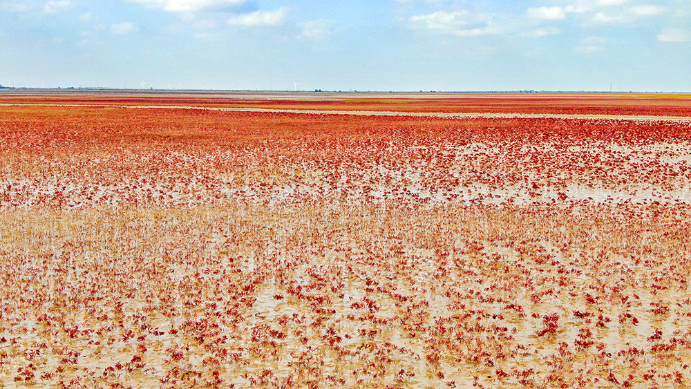 翅碱蓬：湿地红毯无边无垠 (1).jpg